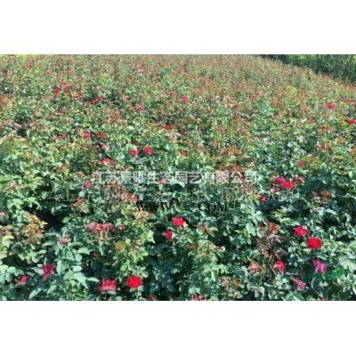 江蘇景曜生態(tài)苗木基地/供應(yīng)/重陽(yáng)木/圖片/產(chǎn)地直銷/批發(fā)價(jià)格