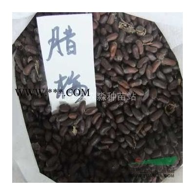 批發合歡樹苗 綠化工程合歡小苗 綠化花卉苗木