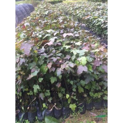 江西合歡種子/江西合歡小苗