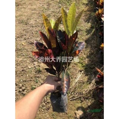 優(yōu)質(zhì)特價福建漳州重陽木產(chǎn)地直銷