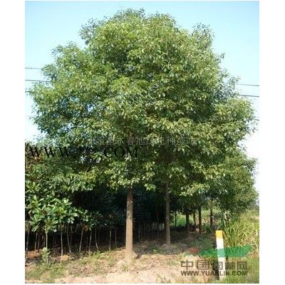 江西精品12公分楓香緊急處理價格便宜處理12公分楓香