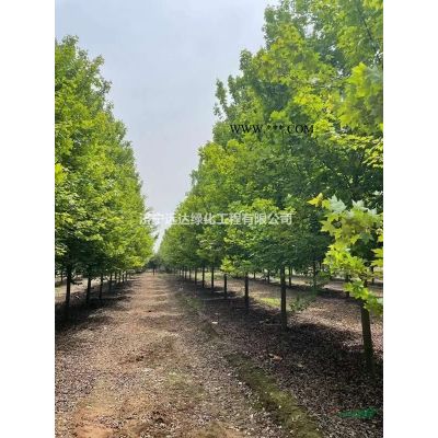 原生冠白蠟（截桿發(fā)帽白蠟）（速生白蠟）（精品白蠟）