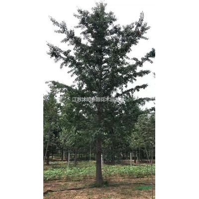 國慶菊杯苗出售 苗國慶菊 時令花杯苗