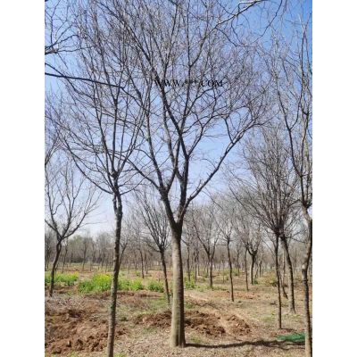 出售叢生系列之：        6-8米叢生白蠟、4-6米叢生國槐有量..