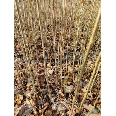 江西九江楓香介紹/特征/用途