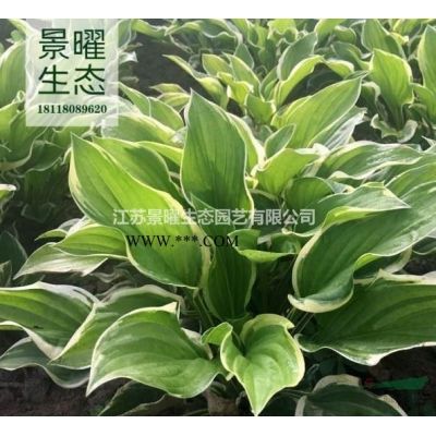 榔榆的產(chǎn)地在哪里/哪里便宜/江蘇景曜生態(tài)基地直銷批發(fā)價(jià)格圖片