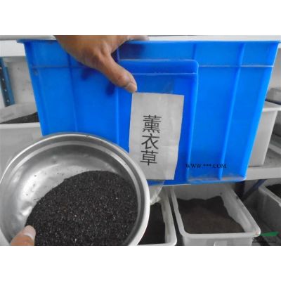 垂槐批發，龍爪槐直銷