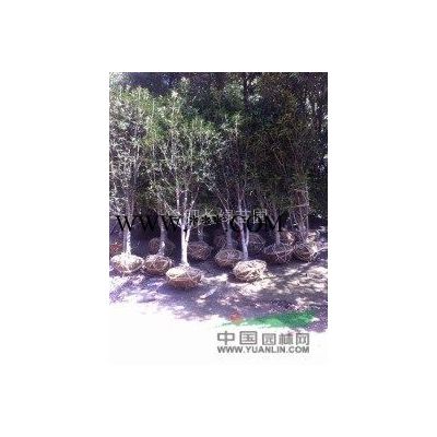 安徽合肥苗圃直銷叢生精品烏桕，三角楓，樸樹，榔榆肥西苗木基地