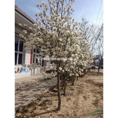 白皮松 河北白皮松 保定白皮松 白皮松價格 油松 白皮松圖片