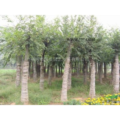 基地供應(yīng) 八重紅枝垂櫻 櫻花小苗 樹圃基地各植物綠化樹 護(hù)坡綠化 景點觀賞行道樹 觀花 價格美麗