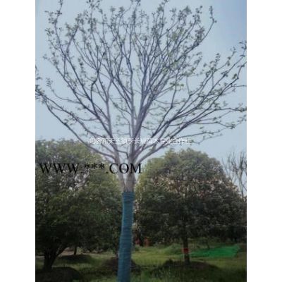樸樹基地報價/12公分 15公分 18公分樸樹價格優(yōu)勢