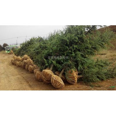 樸樹苗圃價格，南京樸樹價格，滁州樸樹價格