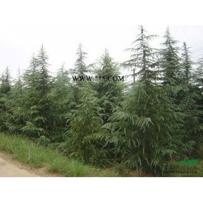 櫻花樹價格/多少