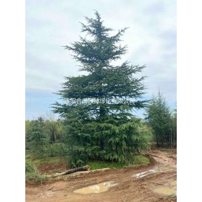 沭陽合歡基地 銷售合歡小苗多少錢一株 絨花樹 價(jià)格表圖片