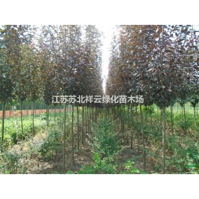 多花拎木蘭種子批發，金合歡種子批發，四照花種子批發