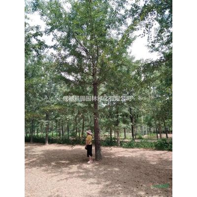 香水合歡批發 香水合歡長期供應 香水合歡出售