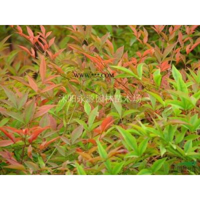 金合歡供應/金合歡圖片