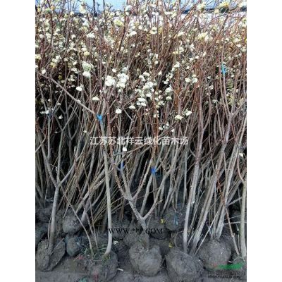 香草種子價格 ，楓香種子價格，大華秋葵種子價格