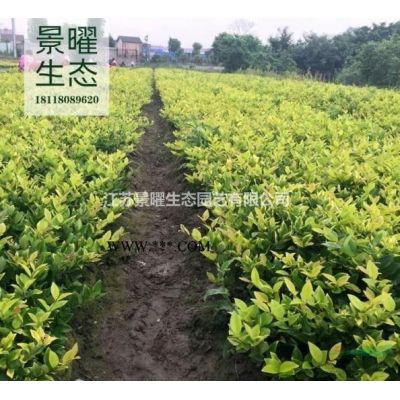 江蘇景曜生態(tài)苗木基地/供應(yīng)北美楓香/圖片/產(chǎn)地直銷/批發(fā)價(jià)格