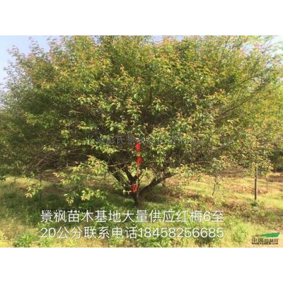 9-11公分楓香 浙江楓香楓香上車價