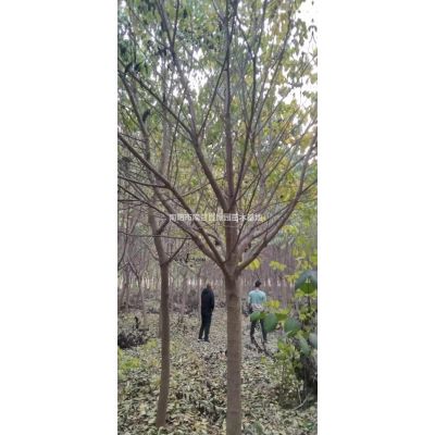 河南南陽(yáng)白蠟批發(fā)/供應(yīng)