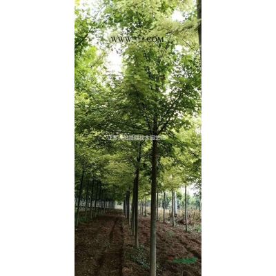 造型榔榆 造型榔榆圖片