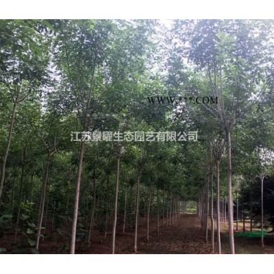 江蘇景曜生態(tài)苗木基地/供應(yīng)早熟禾草坪圖片/產(chǎn)地直銷/批發(fā)價(jià)格