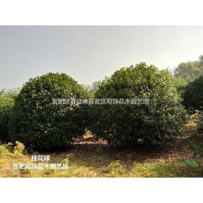 安徽[產(chǎn)品]/安徽造型榔榆2價(jià)格/報(bào)價(jià)