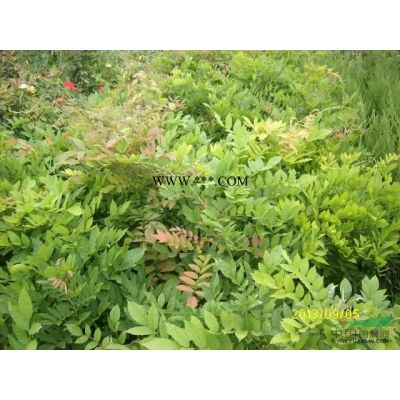 白皮松供應出售