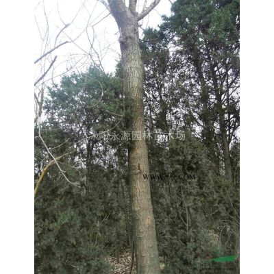 大批量供應(yīng)龍爪槐，垂槐