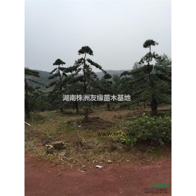 湖南刺槐、刺槐價格、龍爪槐、國槐、黃花槐