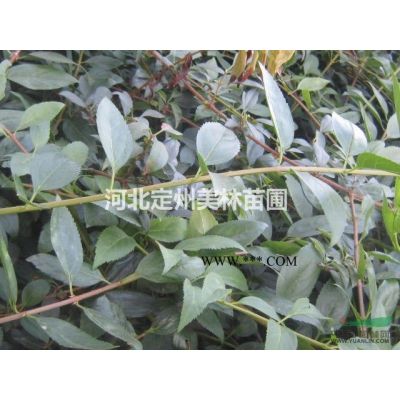 河北定州龍爪槐高2米以上 米徑4公分1000棵