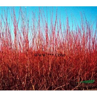 白皮松，白皮松基地，河北白皮松