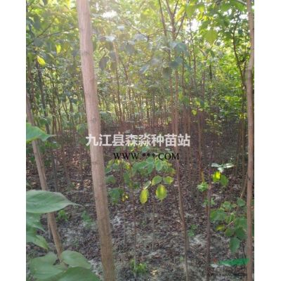 江西紅桔苗 紅桔芽苗 柑橘嫁接砧木苗