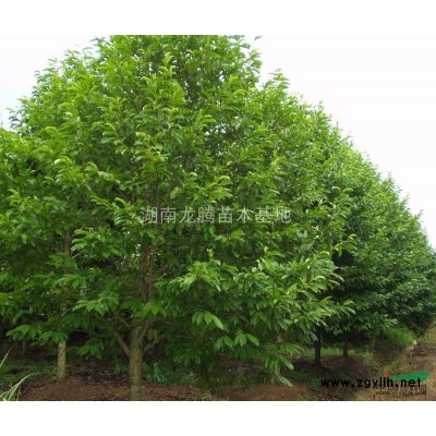 楊梅、夾竹桃、紫薇、紅楓、金葉女貞、法國冬青、龜甲冬青、杜鵑