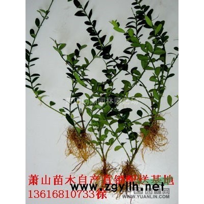 蕭山小苗茶梅/紅花繼木/金葉女貞/海桐/連翹/狼尾草/月見草