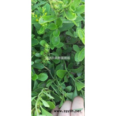 河北金葉女貞球 金葉女貞球基地 金葉女貞球價格