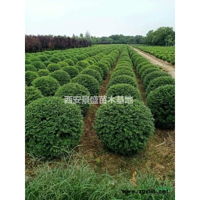 陜西地區常年供應金葉女貞，大小規格金葉女貞供應批發價格美