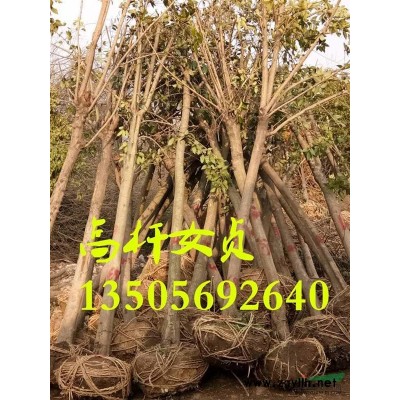 安徽金葉女貞*新報(bào)價(jià)/金葉女貞圖片