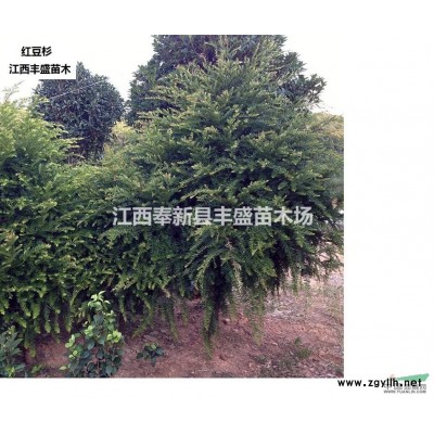 供應(yīng)色塊苗、地被苗、金邊黃楊、金葉女貞、春鵑、夏菊、時(shí)花