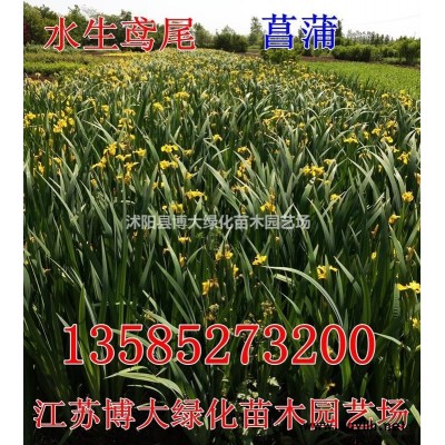 供應(yīng)金森女貞大杯營(yíng)養(yǎng)缽苗價(jià)格優(yōu)惠