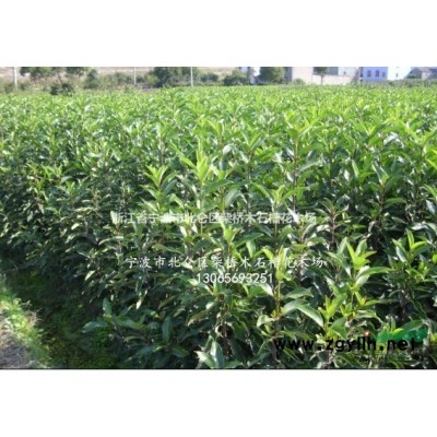 浙江寧波金森女貞球價格/柴橋|金森女貞球供應商|金森女貞便宜