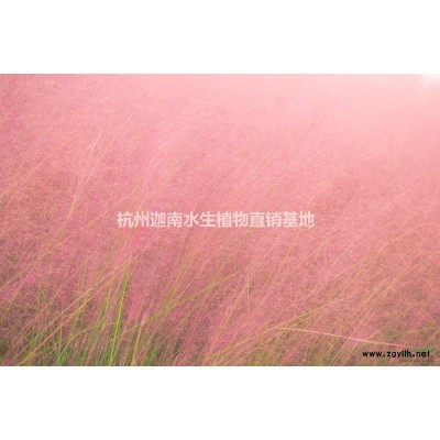 金森女貞地栽苗小杯苗小毛球