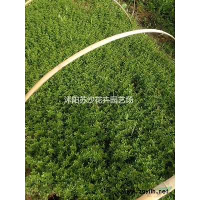 江蘇大葉黃楊球