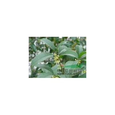 安徽大葉黃楊球*新報價/大葉黃楊球圖片