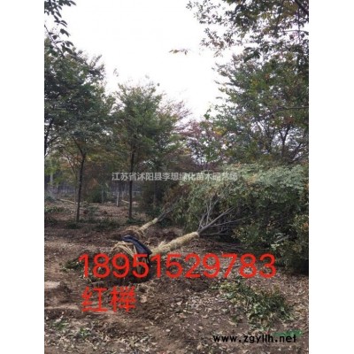 供應火棘苗 火棘工程苗 40公分高火棘價格 火棘杯苗 火棘地苗