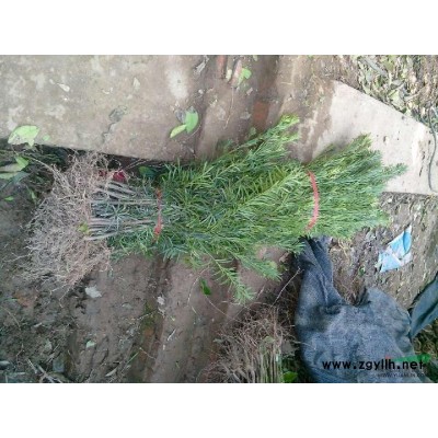 湖南長沙火棘苗基地 高30-50cm的價格 火棘樹苗圖片