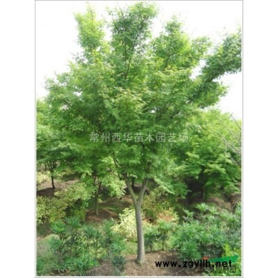 江蘇常州【火棘苗圃基地直銷】江蘇常州誠信供應火棘球