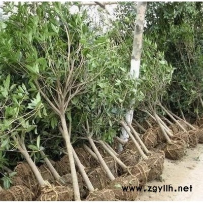 孟州出售白皮松批發價159-9372-0369【藝林苗木】