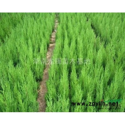 精品大茶花球、茶花、七星茶花小苗